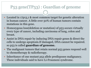 P53 gene(TP53) : Guardian of genome
 Located in 17p13,1 & most common target for genetic alteration
in human cancer. A little over 50% of human tumors contain
mutations in this gene.
 Homozygous loss(deletion or mutation) of p53 occurs virtually
every type of cancer, including carcinoma of lung, colon and
breast.
 Assist in DNA repair by inducing DNA repair genes & direct the
cells to undergo apoptosis.If damaged, DNA cannot be repaired.
so p53 is called guardian of genome.
 The malignant tumors that retain normal p53 genes respond well
to chemotherapy & radiotherapy.
 Inheritance of one mutant p53 allele predisposes malignancy.
These individuals said to have Li-Fraumeni syndrome.
 