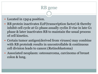 RB gene
 Located in 13q14 position.
 RB protein inactivates E2F(transcription factor) & thereby
inhibit cell cycle at G1 phase.usually cyclin D rise in late G1
phase & later inactivates RB to maintain the usual process
of cell kinetics.
 Certain tumor antigen(derived from viruses) may combine
with RB protein& results in uncontrollable & continuous
cell division leads to cancer.(Retinoblastoma)
 Associated neoplasm: osteosarcoma, carcinoma of breast
colon & lung.
 
