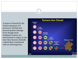 A tumor is formed by the
clonal expansion of a
precursor cell that has
incured genetic damage.
Even though most
malignant tumors are
monoclonal in origin, by the
time they become clinically
evident their constituent
cells are heterogenous.
 