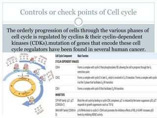 Controls or check points of Cell cycle
The orderly progression of cells through the various phases of
cell cycle is regulated by cyclins & their cyclin-dependent
kinases (CDKs).mutation of genes that encode these cell
cycle regulators have been found in several human cancer.
 