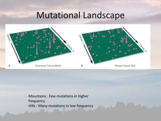 Mutational Landscape
Mountains : Few mutations in higher
frequency
Hills : Many mutations in low frequency
 