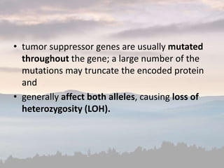 • tumor suppressor genes are usually mutated
throughout the gene; a large number of the
mutations may truncate the encoded protein
and
• generally affect both alleles, causing loss of
heterozygosity (LOH).
 