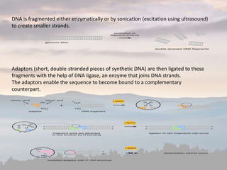 DNA is fragmented either enzymatically or by sonication (excitation using ultrasound)
to create smaller strands.
Adaptors (short, double-stranded pieces of synthetic DNA) are then ligated to these
fragments with the help of DNA ligase, an enzyme that joins DNA strands.
The adaptors enable the sequence to become bound to a complementary
counterpart.
 