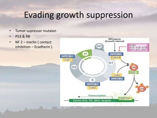 Evading growth suppression
• Tumor supressor mutaion
• P53 & RB
• NF 2 – merlin ( contact
inhibition – Ecadherin )
 