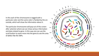 In this each of the chromosome is tagged with a 
particular color and the same color is flanked by the arc 
outside, which will show the information about it. 
The particular chromosome will pop out of the screen 
after selection where we can show various information 
and data related to gene. In this way one can use the 
scroll button to zoom more into the gene to see the area 
of defect like the SNPs. 
 