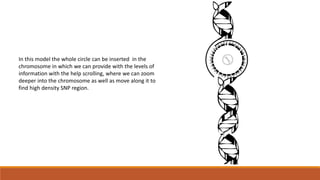 In this model the whole circle can be inserted in the 
chromosome in which we can provide with the levels of 
information with the help scrolling, where we can zoom 
deeper into the chromosome as well as move along it to 
find high density SNP region. 
 