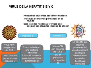 VIRUS DE LA HEPATITIS B Y C

                Principales causantes del cáncer hepático
                3ra causa de muertes por cáncer en el
                   mundo
                Deja lesiones hepáticas crónicas que
                   asocian con elevados riesgos de cáncer



               Hepatitis B                Hepatitis C

                                                             Es posible que
 Virus ADN                                                       algunas
                Esta mediada por          Virus ADN
con genoma                                                    proteínas del
                   una proteína          con genoma
  de 3KB                                                    virus hepatitis C
                    (HBx) que              de 10KB              estimulen
10%- 20% en    interacciona con la          5% en             directamente
personas con   proteína supresora          personas            las células
 hepatitis B      tumoral (p53)          con hepatitis          hepáticas
                                               C               infectadas
 