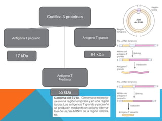Codifica 3 proteínas




Antígeno T pequeño                      Antígeno T grande




  17 kDa                                     94 kDa




                          Antígeno T
                           Mediano



                           55 kDa
 