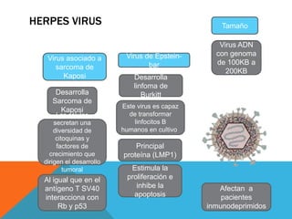 HERPES VIRUS                                        Tamaño

                                                   Virus ADN
                           Virus de Epstein-      con genoma
   Virus asociado a
                                  bar             de 100KB a
      sarcoma de
                                                     200KB
        Kaposi                Desarrolla
                              linfoma de
      Desarrolla                 Burkitt
     Sarcoma de
                          Este virus es capaz
       Kaposi
       Las células          de transformar
      secretan una            linfocitos B
      diversidad de       humanos en cultivo
       citoquinas y
       factores de            Principal
    crecimiento que       proteína (LMP1)
  dirigen el desarrollo
          tumoral           Estimula la
  Al igual que en el       proliferación e
  antígeno T SV40             inhibe la            Afectan a
  interacciona con           apoptosis              pacientes
       Rb y p53                                 inmunodeprimidos
 
