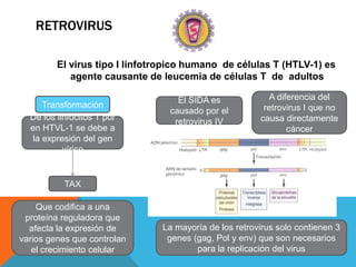 RETROVIRUS

         El virus tipo I linfotropico humano de células T (HTLV-1) es
            agente causante de leucemia de células T de adultos

                                   El SIDA es             A diferencia del
      Transformación                                    retrovirus I que no
                                 causado por el
  De los linfocitos T por         retrovirus IV        causa directamente
  en HTVL-1 se debe a                                          cáncer
   la expresión del gen
           vírico


           TAX

    Que codifica a una
 proteína reguladora que
  afecta la expresión de       La mayoría de los retrovirus solo contienen 3
varios genes que controlan      genes (gag, Pol y env) que son necesarios
   el crecimiento celular              para la replicación del virus
 