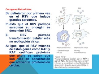 Oncogenes Retrovíricos:
Se definieron por primera vez
   en el RSV que induce
   grandes sarcomas.
Puesto que el RSV provoca
   sarcomas su oncogén se
   denominó SRC.
El          RSV         provoca
   transformación celular más
   no replicación vírica.
Al igual que el RSV muchos
   de estos genes como RAS y
   RAF codifican proteínas
   que ahora se saben que
   son vías de señalización
   que activan la proliferación
   celular.
 