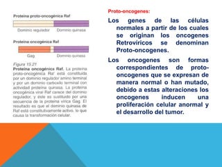 Proto-oncogenes:
Los genes de las células
  normales a partir de los cuales
  se originan los oncogenes
  Retrovíricos se denominan
  Proto-oncogenes.
Los oncogenes son formas
  correspondientes de proto-
  oncogenes que se expresan de
  manera normal o han mutado,
  debido a estas alteraciones los
  oncogenes       inducen    una
  proliferación celular anormal y
  el desarrollo del tumor.
 