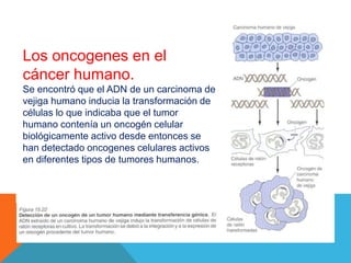Los oncogenes en el
cáncer humano.
Se encontró que el ADN de un carcinoma de
vejiga humano inducia la transformación de
células lo que indicaba que el tumor
humano contenía un oncogén celular
biológicamente activo desde entonces se
han detectado oncogenes celulares activos
en diferentes tipos de tumores humanos.
 