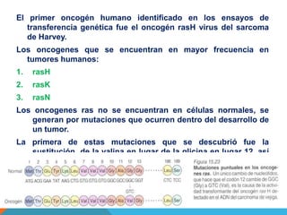 El primer oncogén humano identificado en los ensayos de
   transferencia genética fue el oncogén rasH virus del sarcoma
   de Harvey.
Los oncogenes que se encuentran en mayor frecuencia en
  tumores humanos:
1.   rasH
2.   rasK
3.   rasN
Los oncogenes ras no se encuentran en células normales, se
   generan por mutaciones que ocurren dentro del desarrollo de
   un tumor.
La primera de estas mutaciones que se descubrió fue la
   sustitución de la valina en lugar de la glicina en lugar 12, así
   como en el 13 y 61.
Se ha demostrado que estas mutaciones son causadas por
   carcinógenos químicos.
 