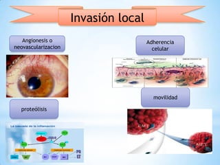 Invasión local
Angionesis o
neovascularizacion

Adherencia
celular

movilidad
proteólisis

 
