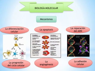 BIOLOGÍA MOLECULAR

Mecanismos

La diferenciación
celular

La progresión
del ciclo celular

La apoptosis

La
angiogénesis

La reparación
del ADN

La adhesión
celular

 
