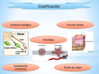 Clasificación

Conducta biológica

Función celular

histología

Localización
anatómica

Tejido de origen

 