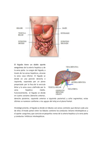 El hígado tiene un doble aporte
sanguíneo: de la arteria hepática y de
la vena porta. La sangre del hígado, a
través de las venas hepáticas, alcanza
la vena cava inferior. El hígado se
divide en una porción derecha e
izquierda, separadas por un plano
proyectado por la fosa de la vesícula
biliar y la vena cava y definido por la
vena hepática media.
Funcionalmente, el hígado se divide
en cuatro sectores (derecho anterior,
derecho posterior, izquierdo anterior e izquierdo posterior) y ocho segmentos; estos
últimos se numeran conforme a las agujas del reloj en el plano frontal.
Histológicamente, el hígado se divide en lóbulos con venas centrales que drenan cada uno
de ellos. El triado portal entre los lóbulos contiene los conductos biliares intrahepáticos y
el aporte sanguíneo, que consiste en pequeñas ramas de la arteria hepática y la vena porta
y conductos linfáticos intrahepáticos.
 