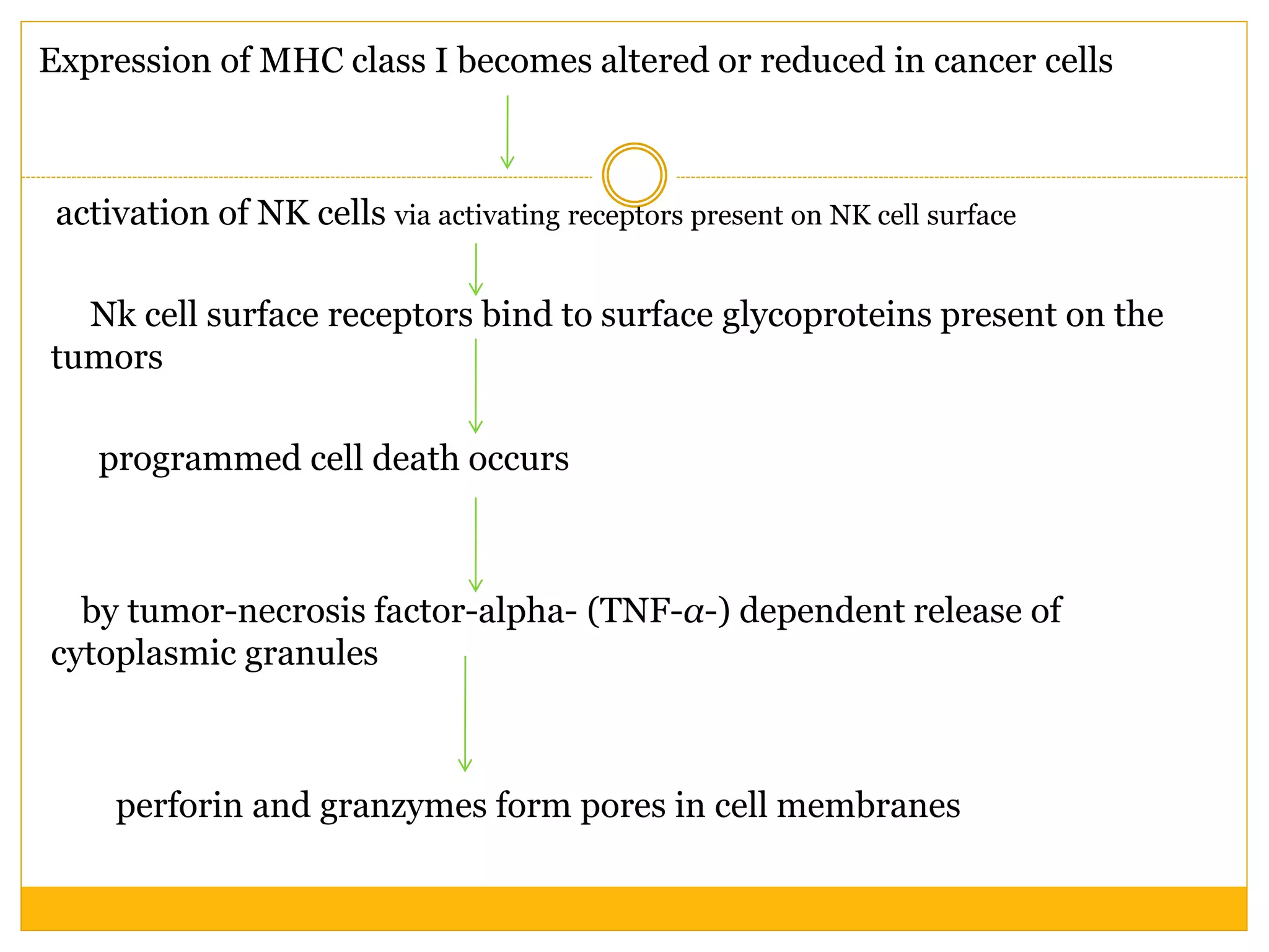 Expression of MHC class I becomes altered or reduced in cancer cells
activation of NK cells via activating receptors present on NK cell surface
Nk cell surface receptors bind to surface glycoproteins present on the
tumors
programmed cell death occurs
by tumor-necrosis factor-alpha- (TNF-α-) dependent release of
cytoplasmic granules
perforin and granzymes form pores in cell membranes
 