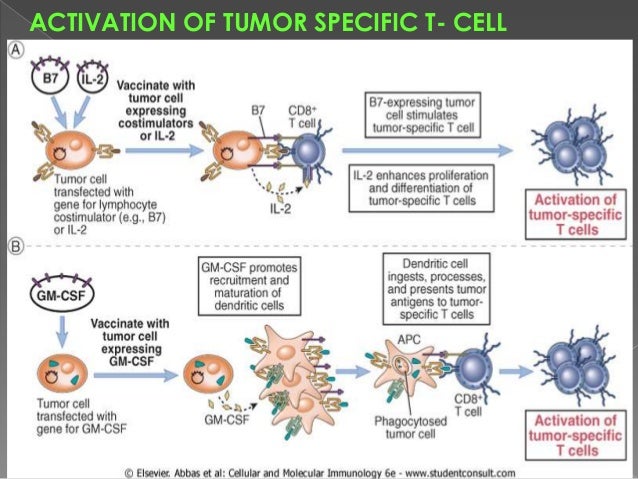 monoclonal antibody therapy