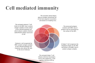 The activation phase begins
when an antigen-presenting cell
of the host organism encounters
and attacks an invading virus.
. The processed antigens
combine with MHC class II
proteins and are presented on
the surface of the APC.
A helper T cell recognizes the
displayed antigen on the APC
and binds to the MHC class II
protein-antigen complex.
The activated helper T cell
releases chemical messengers
such as the cytokine IL-2 and
gamma interferon (IFN-g
Cytotoxic t cell recognized by
MHC I protein antigen complex
on the infected epithelial cell.
Cytokines also attract NK cells
to the site of infection.
The activated cytotoxic T cell
binds to the MHC class I protein
antigen complex on the surface
of the infected epithelial cell
which release a potent chemical
called Perforin which cause lysis
of cell
 