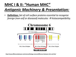 Mhc Definition Cancer immunotherapy different modes of action - astra zeneca - jordan ...