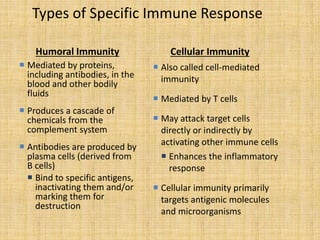 Types of Specific Immune Response
Humoral Immunity
 Mediated by proteins,
including antibodies, in the
blood and other bodily
fluids
 Produces a cascade of
chemicals from the
complement system
 Antibodies are produced by
plasma cells (derived from
B cells)
 Bind to specific antigens,
inactivating them and/or
marking them for
destruction
Cellular Immunity
 Also called cell-mediated
immunity
 Mediated by T cells
 May attack target cells
directly or indirectly by
activating other immune cells
 Enhances the inflammatory
response
 Cellular immunity primarily
targets antigenic molecules
and microorganisms
 
