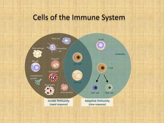 Cells of the Immune System
Innate Immunity
(rapid response)
Adaptive Immunity
(slow response)
Macrophage Dendritic
cell
Mast cell
γδ T-cell
NKT cell
NK cell
Basophil
Complement
protein
Eosinophil
Granulocytes
Neutrophil
B cell
Antibodies
T-cell
CD4+ cell CD8+ cell
 
