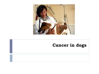 Cancer in dogs

 