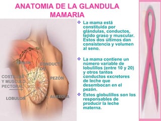 ANATOMIA DE LA GLANDULA MAMARIA La mama está constituida por glándulas, conductos, tejido graso y muscular. Estos dos últimos dan consistencia y volumen al seno. La mama contiene un número variable de lobulillos (entre 10 y 20) y otros tantos conductos excretores de leche que desembocan en el pezón.  Estos globulillos son los responsables de producir la leche materna . COSTILLAS Y MUSCULO PECTORAL PEZÓN AUREOLA GRASA LOBULOS CONDUCTOS 