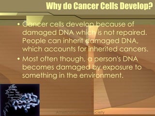 Why do Cancer Cells Develop? 
• Cancer cells develop because of 
damaged DNA which is not repaired. 
People can inherit damaged DNA, 
which accounts for inherited cancers. 
• Most often though, a person's DNA 
becomes damaged by exposure to 
something in the environment. 
American Cancer Society 
 
