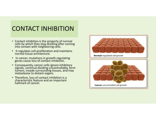 CONTACT INHIBITION
• Contact inhibition is the property of normal
cells by which they stop dividing after coming
into contact with neighboring cells.
• It regulates cell proliferation and maintains
normal tissue architecture.
• In cancer, mutations in growth-regulating
genes cause loss of contact inhibition.
• Consequently, cancer cells ignore inhibitory
signals, continue dividing uncontrollably, form
tumors, invade surrounding tissues, and may
metastasize to distant organs.
• Therefore, loss of contact inhibition is a
characteristic feature and an important
hallmark of cancer.
 