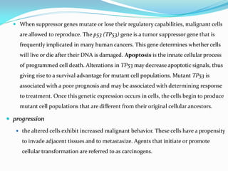  When suppressor genes mutate or lose their regulatory capabilities, malignant cells
are allowed to reproduce. The p53 (TP53) gene is a tumor suppressor gene that is
frequently implicated in many human cancers. This gene determines whether cells
will live or die after their DNA is damaged. Apoptosis is the innate cellular process
of programmed cell death. Alterations in TP53 may decrease apoptotic signals, thus
giving rise to a survival advantage for mutant cell populations. Mutant TP53 is
associated with a poor prognosis and may be associated with determining response
to treatment. Once this genetic expression occurs in cells, the cells begin to produce
mutant cell populations that are different from their original cellular ancestors.
 progression
 the altered cells exhibit increased malignant behavior. These cells have a propensity
to invade adjacent tissues and to metastasize. Agents that initiate or promote
cellular transformation are referred to as carcinogens.
 