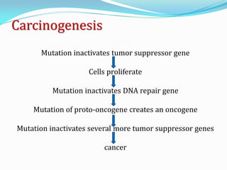 Carcinogenesis
Mutation inactivates tumor suppressor gene
Cells proliferate
Mutation inactivates DNA repair gene
Mutation of proto-oncogene creates an oncogene
Mutation inactivates several more tumor suppressor genes
cancer
 