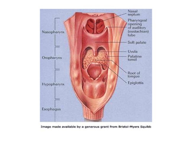 Cancer of the hypophar...