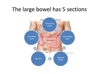 Cancer of the large intestine [autosaved] | PPTX
