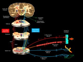 A-Alpha Motor
Efferent
Sympathetic
Efferent
Delta Sensory
Afferent
C-Fiber Sensory
Afferent
Peripheral
Nociceptor
Spinal Cord
NSST
PSST
NRMBrainstem
Midbrain
Hypothalamus
and Pituitary
Cortex and
Thalamus
LC
PAG
MTVPL
SSC FLC
Ascending
Pathaways
Descending
Pathaways
Sympathetic
Outflow
Hypothalamic-
Pituitary Outflow
 
