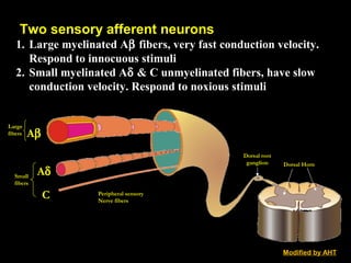 Dorsal Horn
Dorsal root
ganglion
Peripheral sensory
Nerve fibers
Aβ
Aδ
C
Large
fibers
Small
fibers
Two sensory afferent neurons
1. Large myelinated Aβ fibers, very fast conduction velocity.
Respond to innocuous stimuli
2. Small myelinated Aδ & C unmyelinated fibers, have slow
conduction velocity. Respond to noxious stimuli
Modified by AHT
 