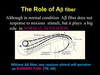 Although in normal condition AAlthough in normal condition Aββ fiber does notfiber does not
response to noxious stimuli, but it plays a bigresponse to noxious stimuli, but it plays a big
role inrole in NORMAL SENSATION.NORMAL SENSATION.
The Role of AThe Role of Aββ fiberfiber
Without Aββ fiberfiber, any noxious stimuli will perceive
as BURNING PAIN (TN, HZ)
A ββ
 