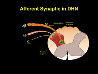 Aβ
Aδ
CLateral
Nucleus
proprius
Marginal layer
Substantia
gelatinosa
Medial
Afferent Synaptic in DHN
 