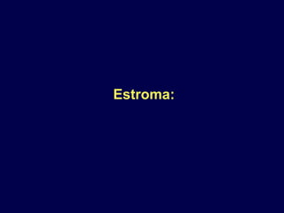 Estroma:
 