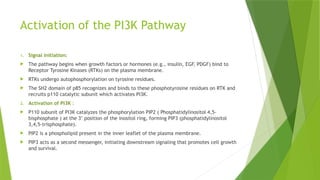 Comprehensive Overview of PI3K and TP53 Pathways in Cancer Biology | PPTX
