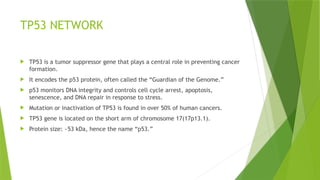 Comprehensive Overview of PI3K and TP53 Pathways in Cancer Biology | PPTX