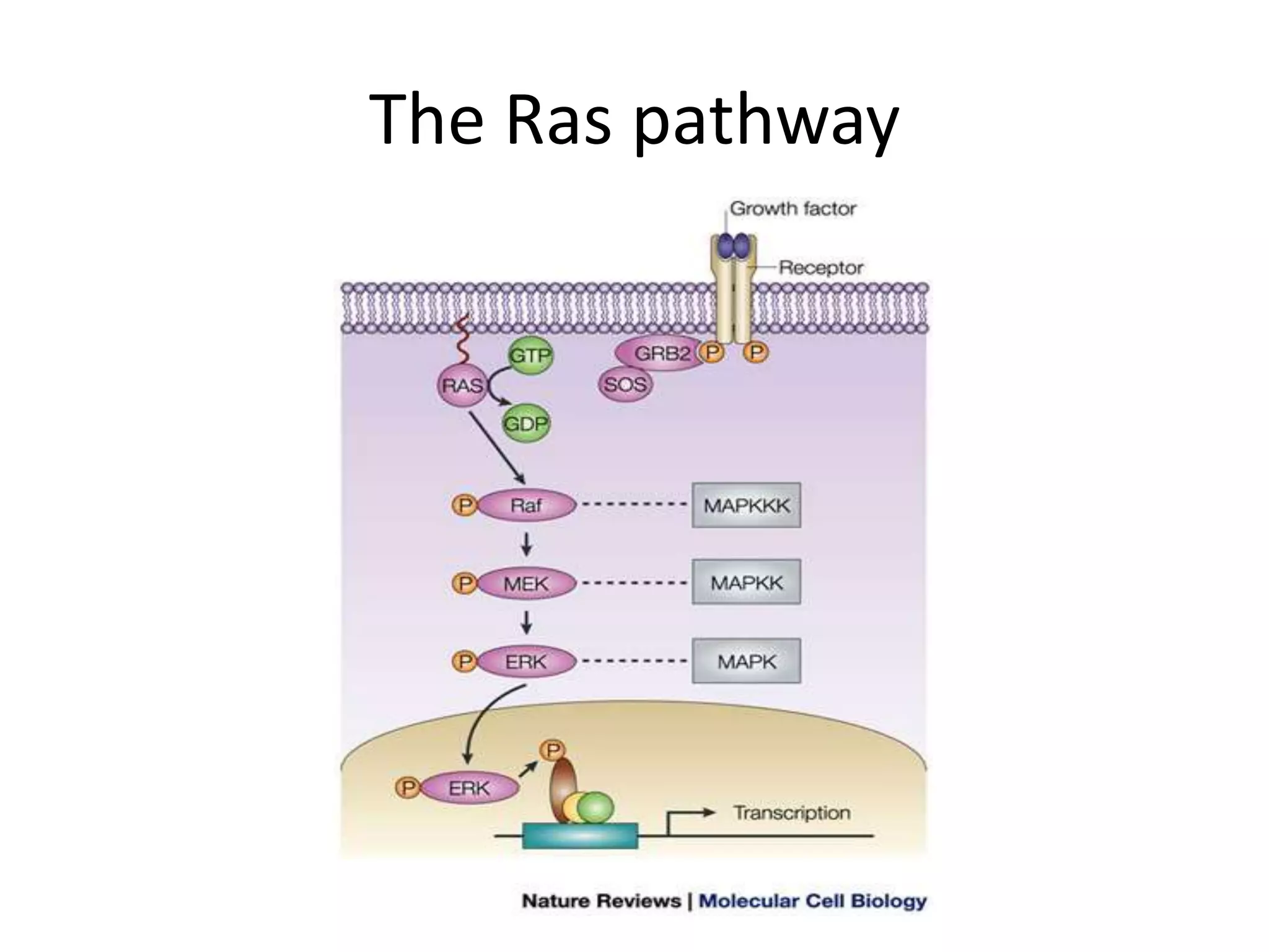 The Ras pathway 
 