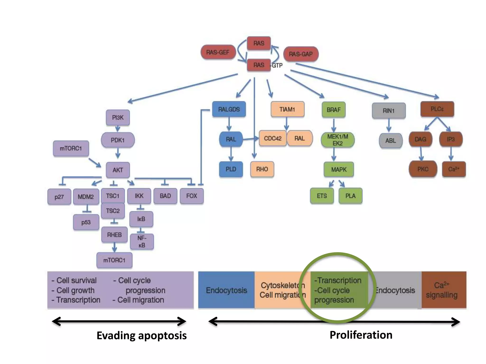 Evading apoptosis Proliferation 
 