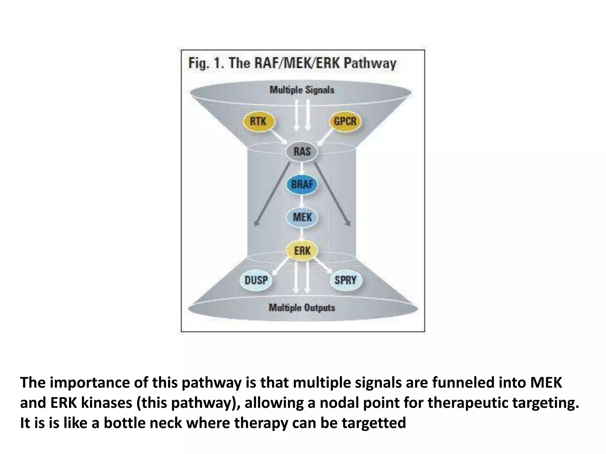 The importance of this pathway is that multiple signals are funneled into MEK 
and ERK kinases (this pathway), allowing a nodal point for therapeutic targeting. 
It is is like a bottle neck where therapy can be targetted 
 