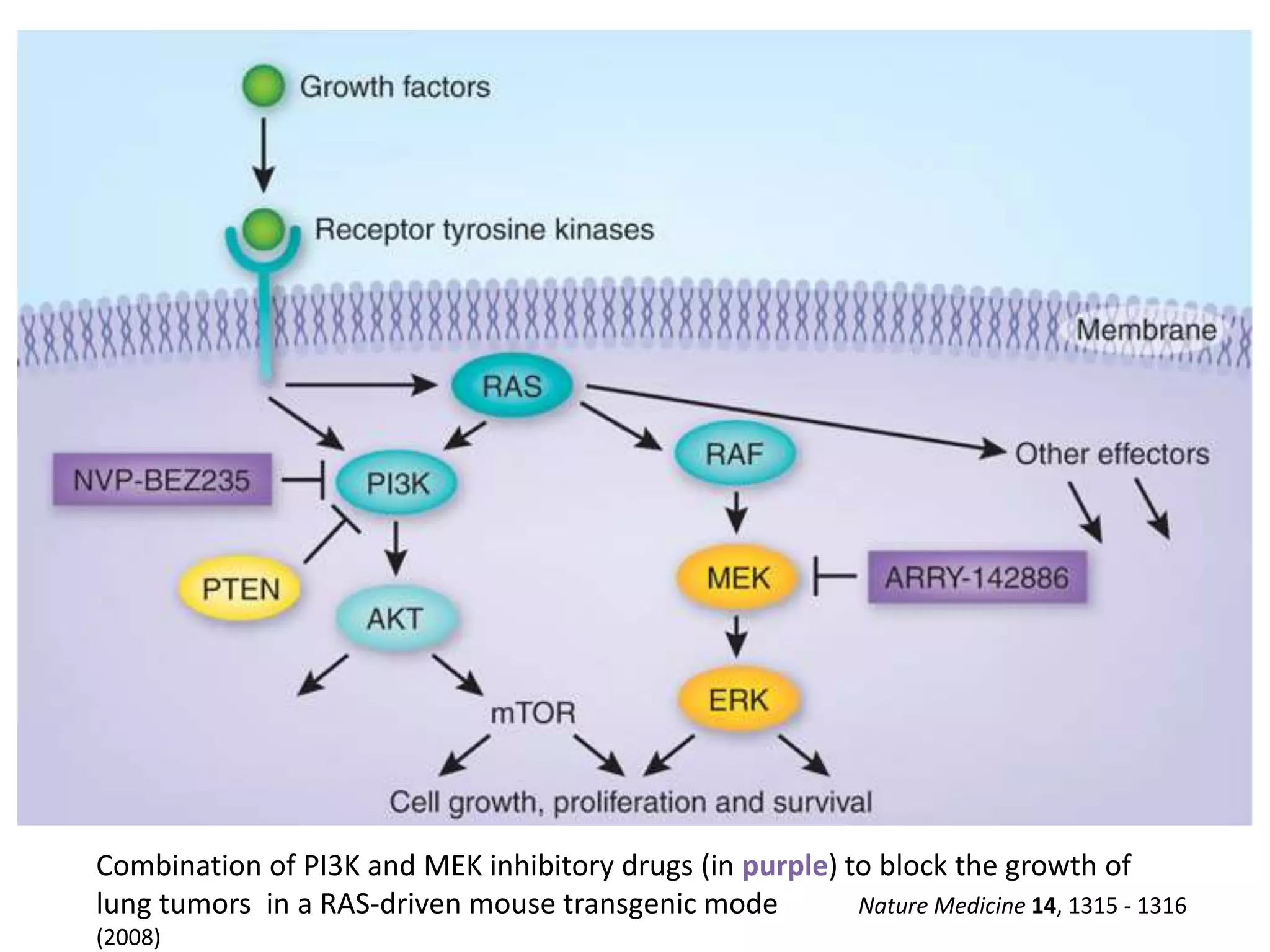 Combination of PI3K and MEK inhibitory drugs (in purple) to block the growth of 
lung tumors in a RAS-driven mouse transgenic mode Nature Medicine 14, 1315 - 1316 
(2008) 
 