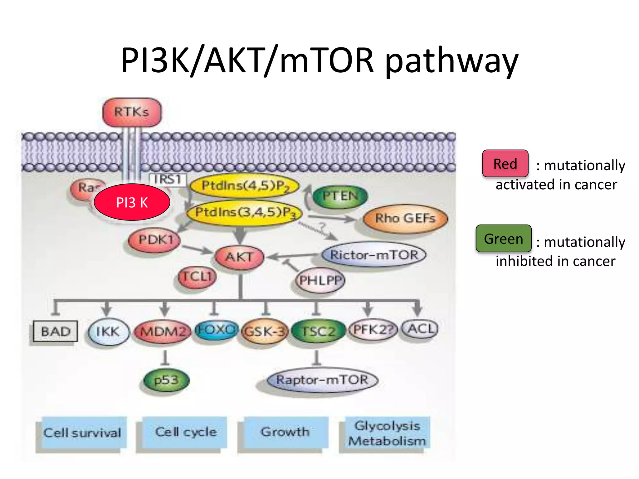 PI3K/AKT/mTOR pathway 
PI3 K 
: mutationally 
Red 
activated in cancer 
: mutationally 
Green 
inhibited in cancer 
 