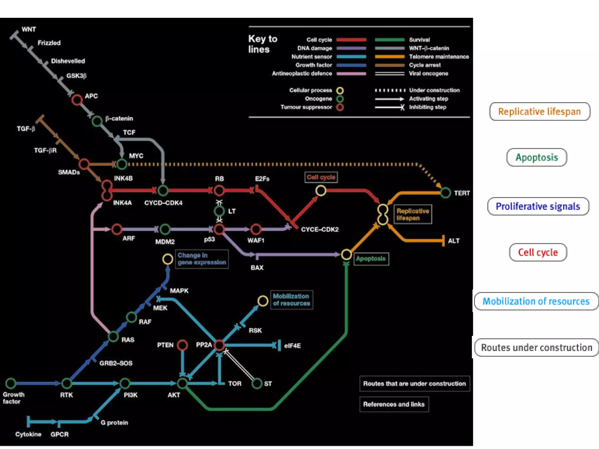 Cancer Pathways
