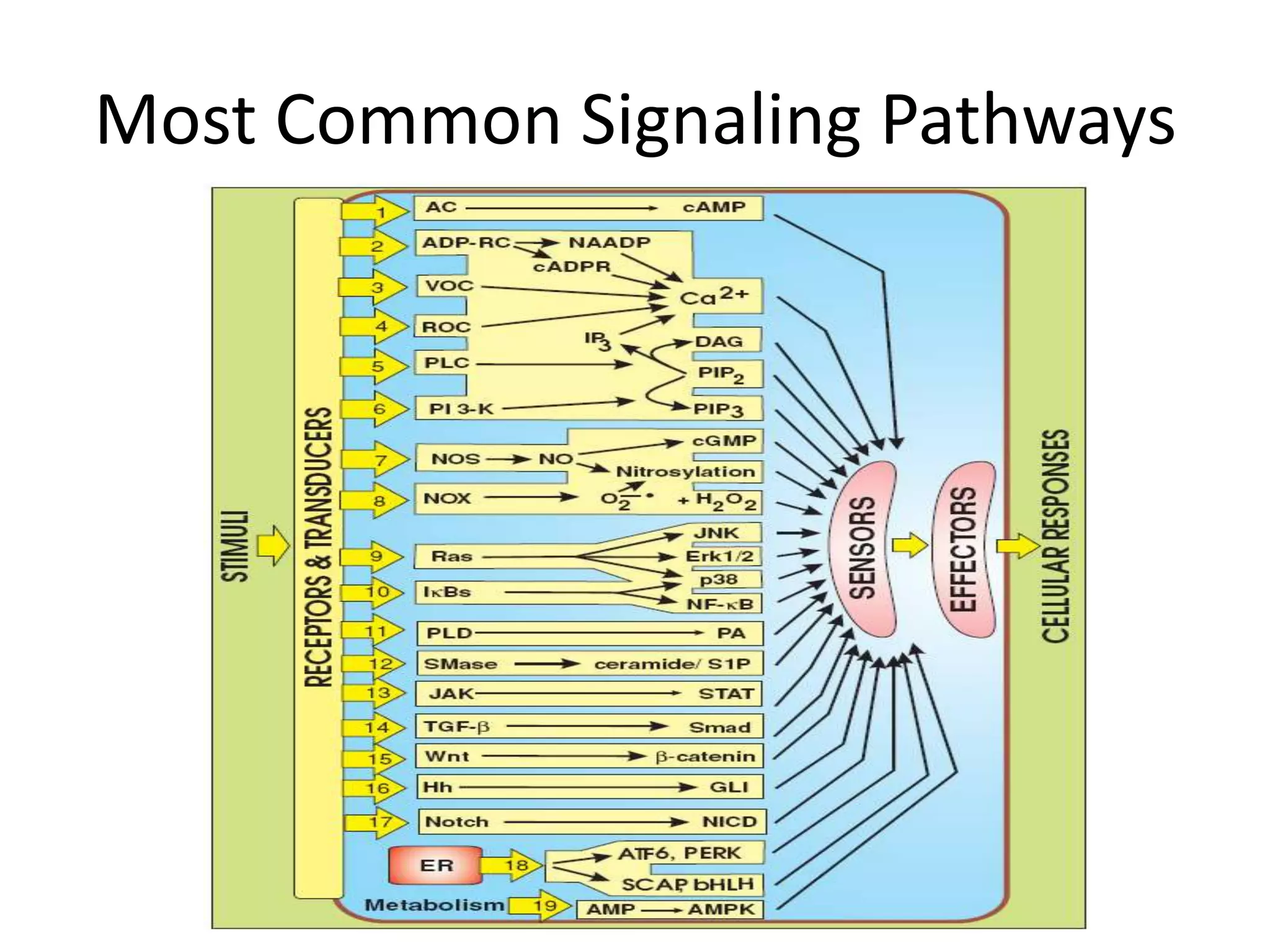 Most Common Signaling Pathways 
 